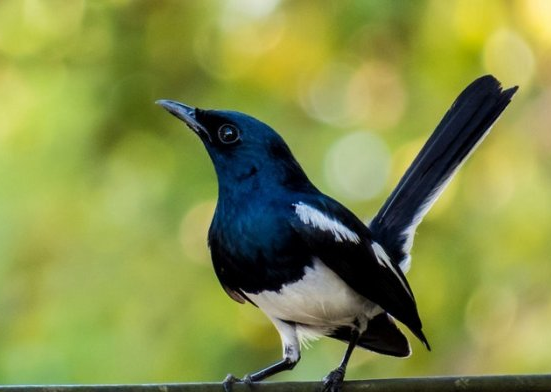 Beberapa Jenis Burung Kicau Yang Perlu Kamu Ketahui
