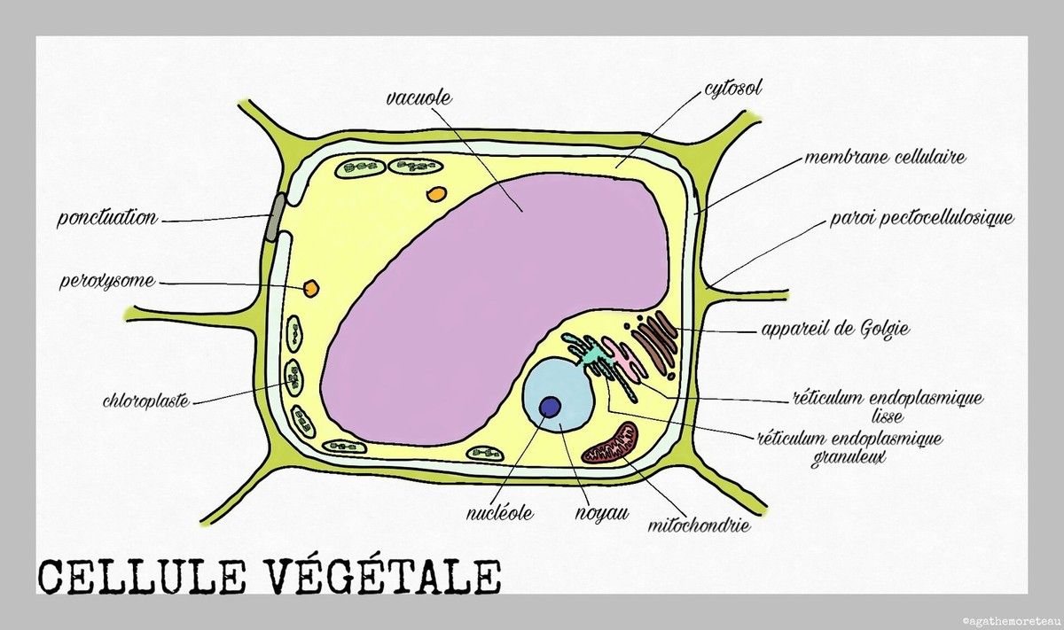 Cellule Animale et Cellule Végétale Biologie&Cie Cellule Animale et Cellule Végétale Biologie&Cie