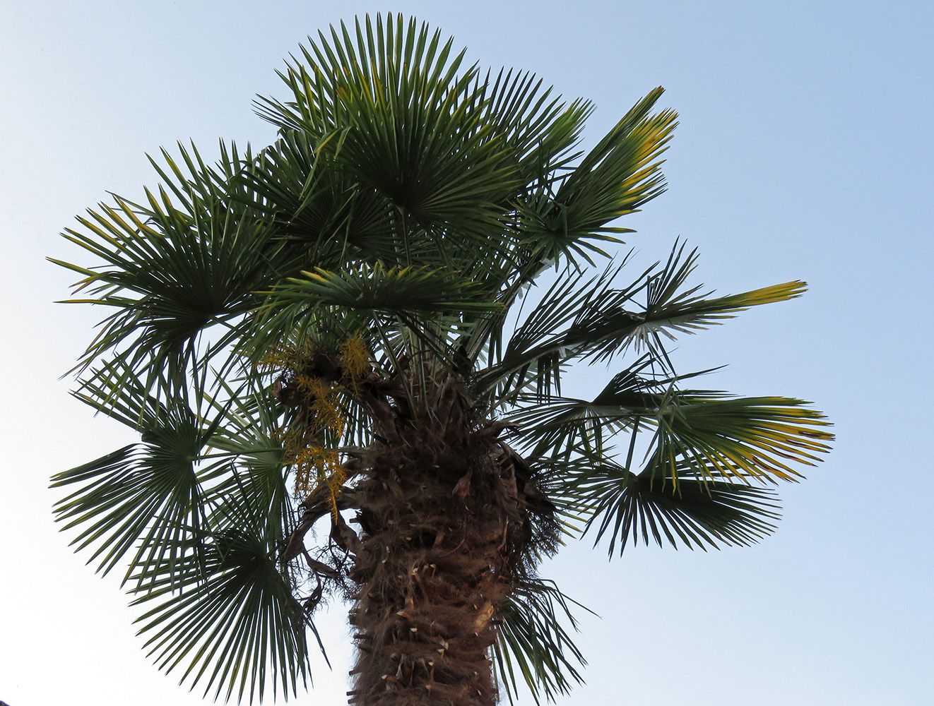 Le Palmier à chanvre, Trachycarpus fortunei - Botazoom, Botanique