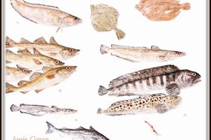 POISSONS D'ISLANDE