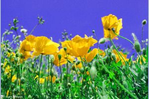 Le coquelicot jaune de Pompéi...