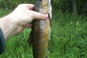 Après midi truite et un brochet