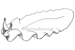 Illustrations sous-marine