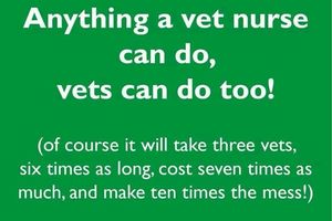 Comment devenir Vet Nurse en Angleterre ?