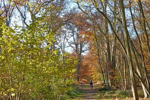 Balade en forêt de Fontainebleau