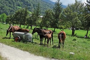 Un nouveau séjour dans les Alpes (Fin)