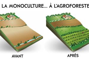 Des vignes et des arbres, l'agroforesterie se réinvente, un projet intéressant.