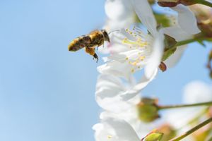 Voler au secours des abeilles, l'objectif aux divers angles d'attaques dévoile les buts ultimes des prétendants. Sauver les abeilles ou l'industrie?