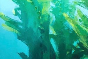 Amnésie environnementale et extinction d'expérience de nature, ou l'oubli de son état naturel de vie et du lien à la terre.
