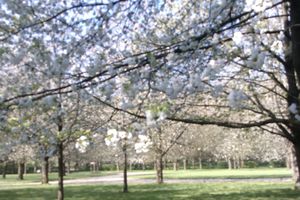 les cerisiers du Parc de Sceaux