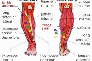 déchirure musculaire