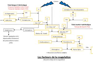 Comprendre l'immunologie. 3. Inflammation et coagulation