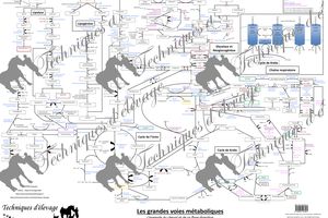 Comprendre les grandes voies métaboliques. Le Poster