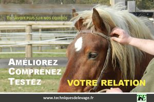 Comportement des équidés : un an pour oublier