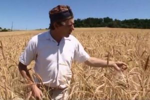 Un boulanger bio explique pourquoi le blé et le gluten sont devenus toxiques