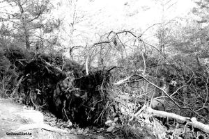 P52#05_Racines/Roots