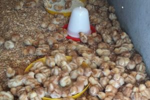 EXCURSION LUDIQUE / Secteur AVICOLE - FERME FORMEL FILS / Animation