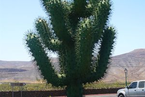Cactus
