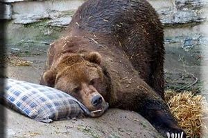 Hibernation