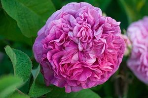 17 nouveaux rosiers pour 2013 et 25 pour 2014