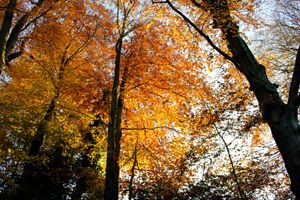 Envie d'une Forêt Noire ?