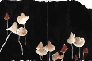 Le défi des champignons