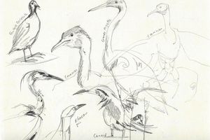 Dessiner des oiseaux