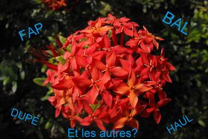 Les termes sur les blog beautés ou autres, par moment un mystère