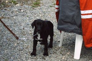 Tu est entrée dans notre vie il y a 6 ans, merci des Animaux et des Hommes