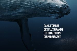 Dans l’ombre des plus grands, les plus petits disparaissent, il y a urgence pour la planète!