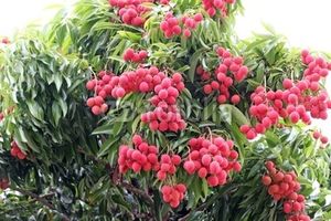 Autour du Letchi (litchi)