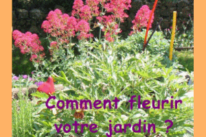 Comment fleurir votre jardin?