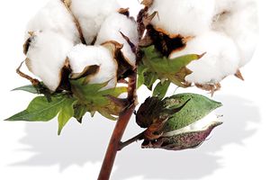 Modelage fleur de coton