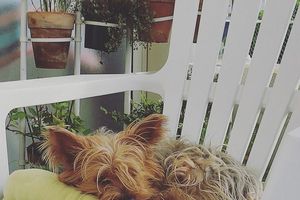 Petit tour des plantes sur notre balcon
