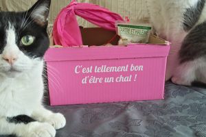 Chat-perlipopette ! Une box pour mes Minous !!