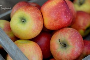 Résultats du concours : "La pomme ARIANE sous toutes ses formes"