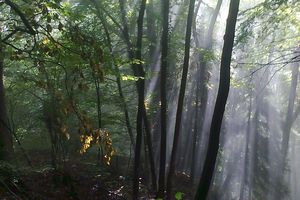 Les Ateliers de jeux en forêt