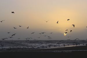 DEFIFOTO (8) - OISEAUX