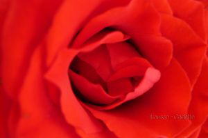 COEUR DE ROSE