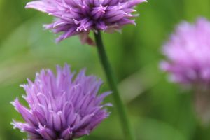 FLEURS DE CIBOULETTE