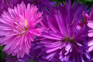ASTER