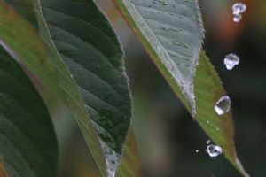 GOUTTES D'EAU - DEFIFOTO 18
