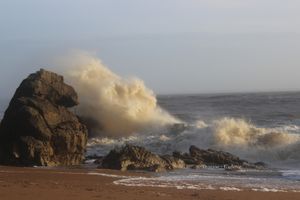 GORILLE OBSERVANT LA MER