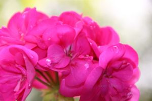 GOUTTES D'EAU DANS LES GERANIUMS