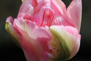 TULIPE