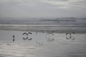 LES MOUETTES