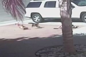 Un chat sauve la vie d'un enfant attaqué par un chien ! (vidéo)