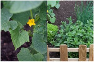 Mon petit potager