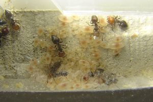 C'est reparti pour les Crematogaster