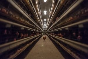 Gagnez en lisibilité sur l’étiquetage des œufs.